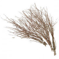 Branches de bouleau, L: 50-60 cm, 20pièces [HOB-50240]